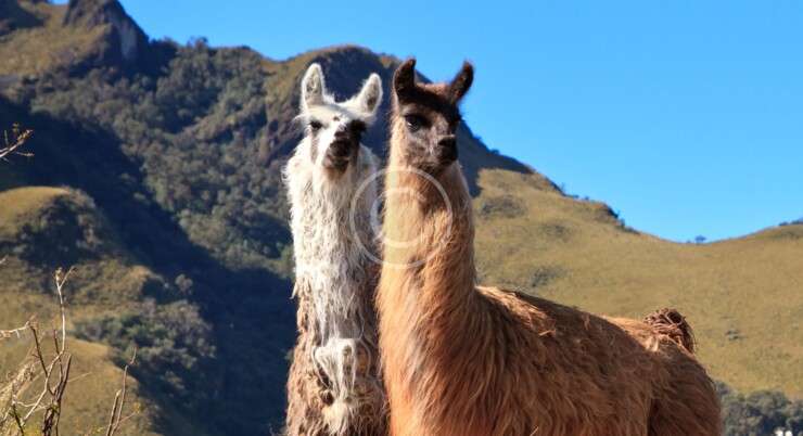 How to Travel to Machu Picchu