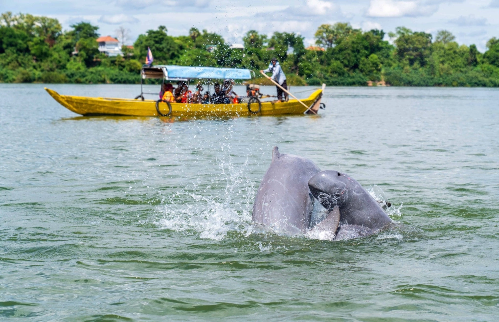 Avistamiento-de-delfines-Irrawaddy