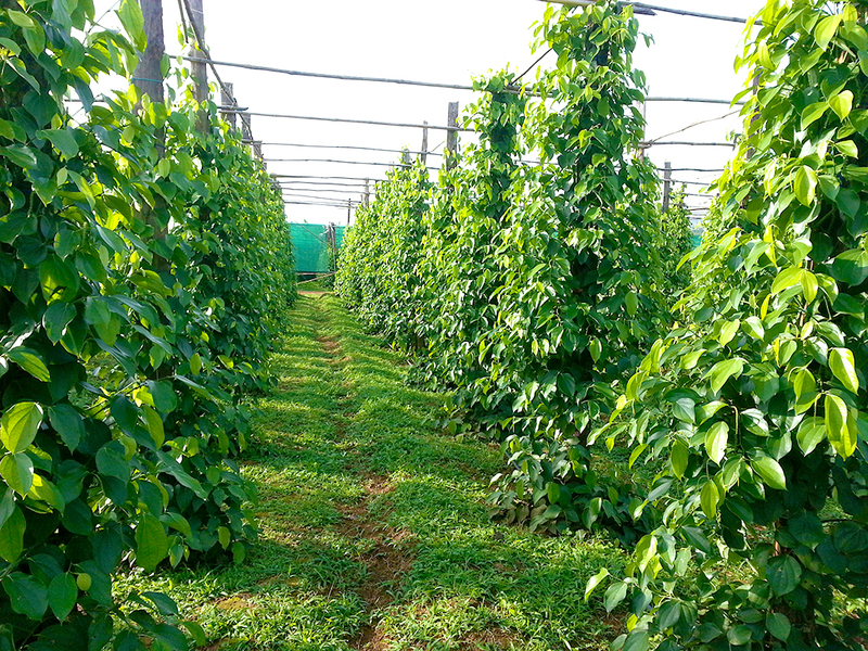 Plantaciones-de-pimienta-de-Kampot