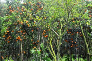 tangerine garden